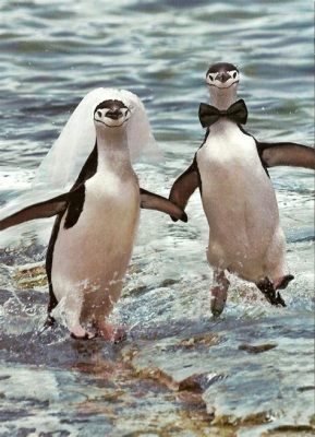 How to Dance at a Wedding: Why Penguins Make Great Dance Partners